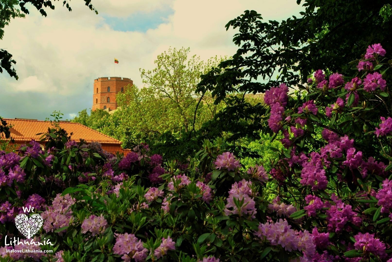 Vilnius, rododendrų žydėjimas Bernandinų sode
