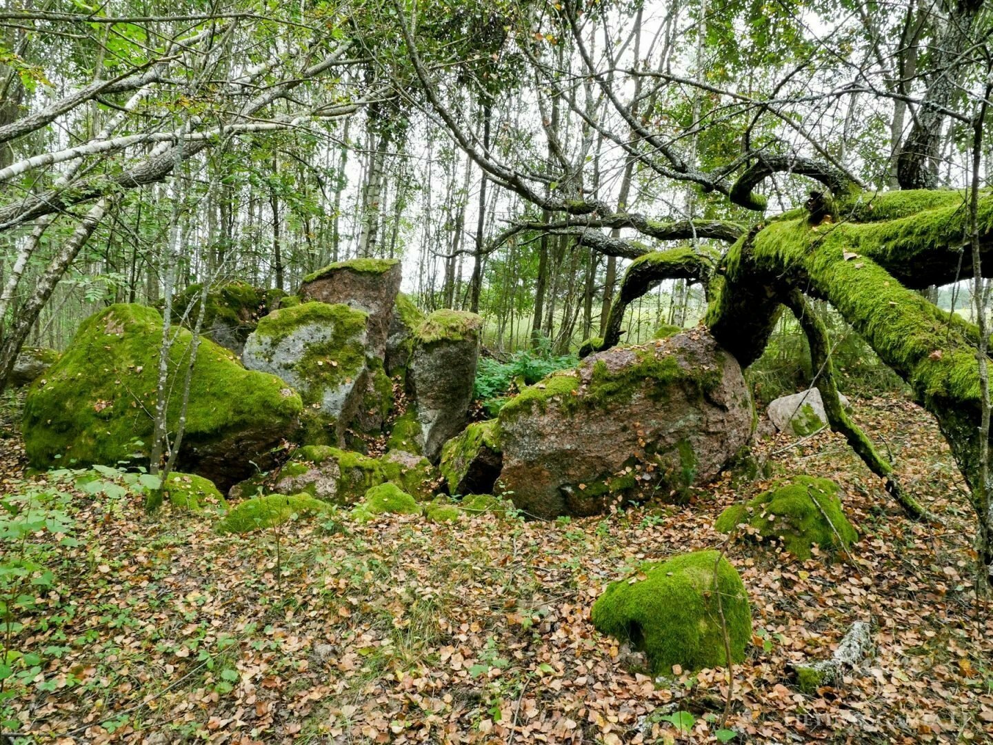 Prakeikti ir pašventinti – ką slepia didieji Lietuvos akmenys?