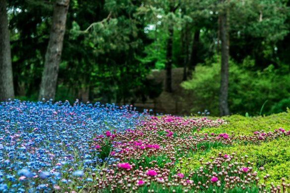 Pavasario spalvos Palangos botanikos parke