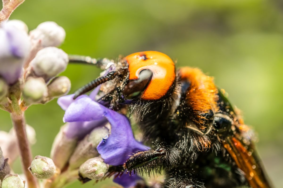 Pavojingiausi pasaulio gyvūnai: 10 baisiausių padarų